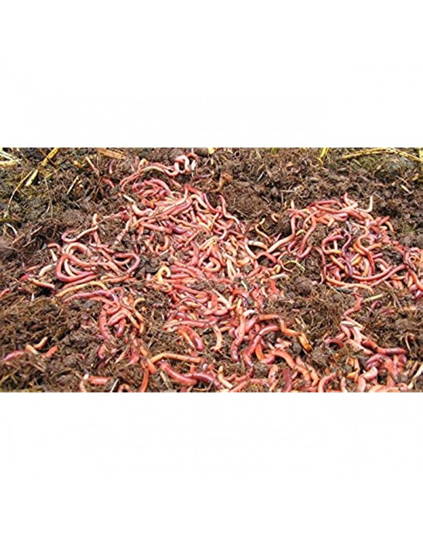 KOMPOSTWÜRMER kaufen 1500 Stück Eimer Kompoststarter Regenwurm Set Gartenwürmer Regenwürmer Eisenia-Mix lebend aktive Würmer für Kompost Komposter Wurmkomposter Wurmkiste und Wurmfarm - BAXIEMQ4