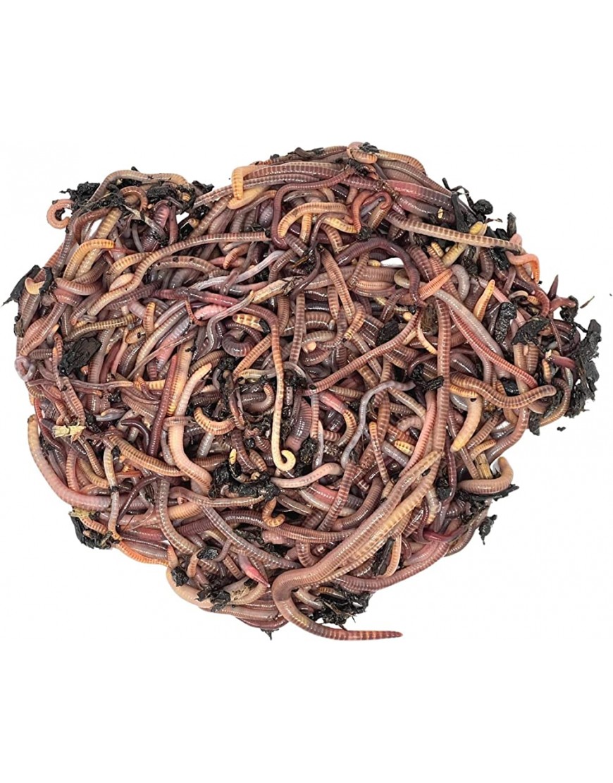 SUPERWURM Kompostwurm-Mix 250g ca.300 St. Riesen-Rotwurmmix mit lebenden Kompostwürmern I Kompostwürmer für eine schnelle & nachhaltige Kompostierung im Schnellkomposter und Thermokomposter - BGSCZENK