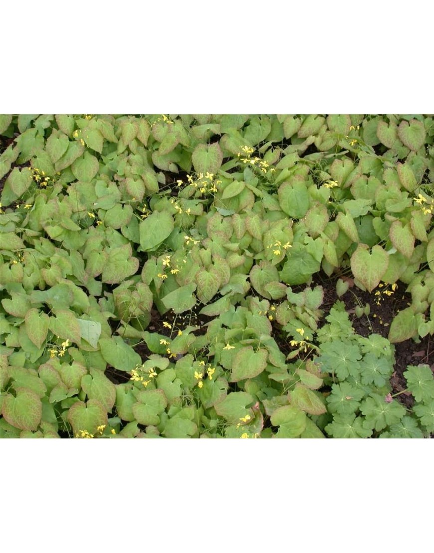 Epimedium x versicolor 'Sulphureum' Schwefelgelbe Garten-Elfenblume 'Sulphureum' 9cm Topf - BQTCWNVA