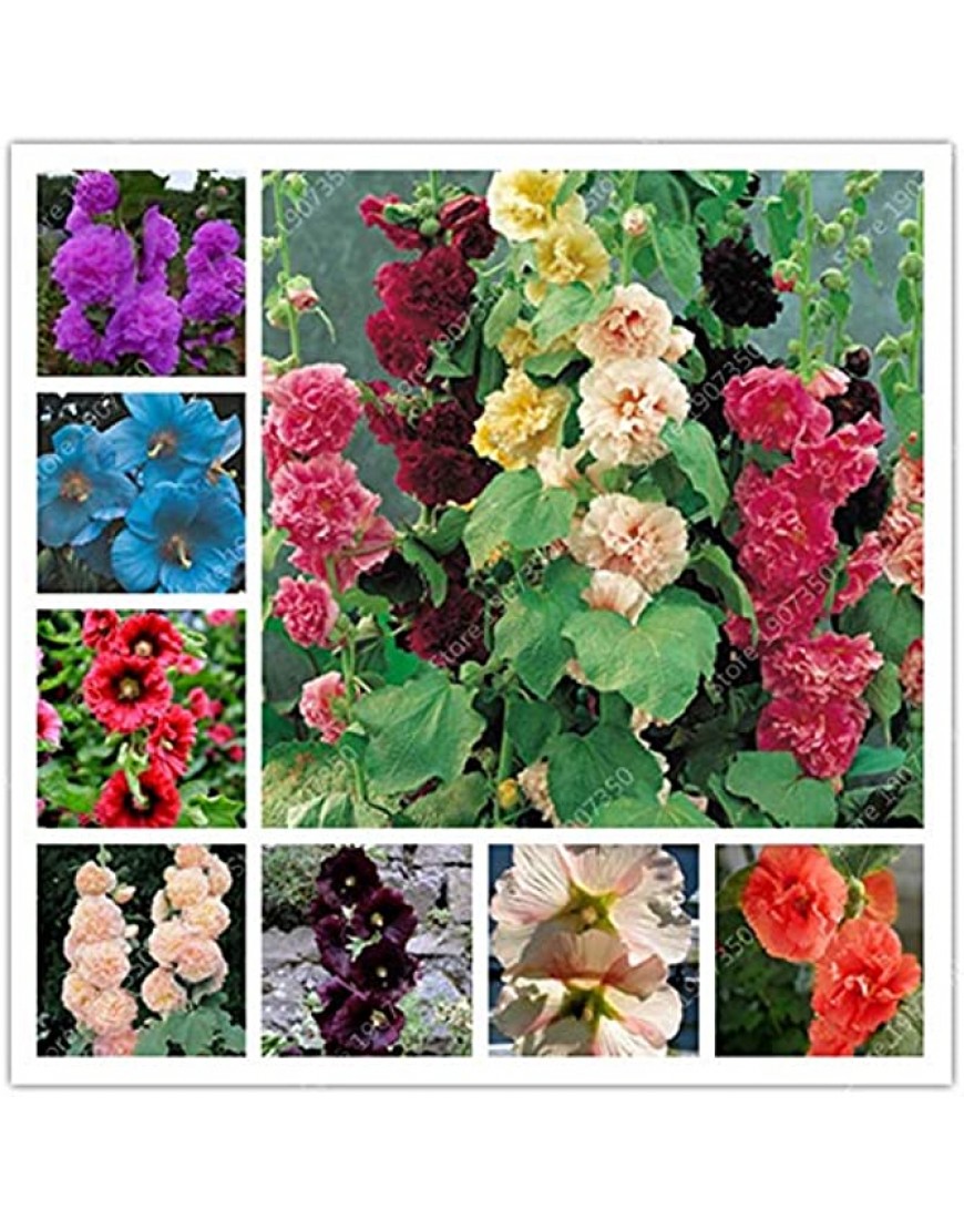 Kalash New 100 Stück Doppel-Malve Alcea rosea Blumensamen für Garten Creme - BTREH7AJ