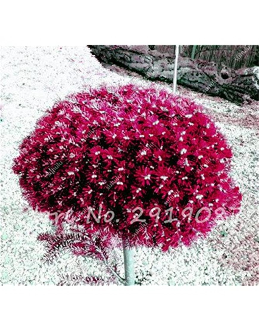 Colorado Mixed Tannensamen Coloful Fichte Samen Picea Baum Topf Bonsai Hof Garten Bonsai Pflanze Kiefer Samen 100 PC-6 - BDJJXDMV