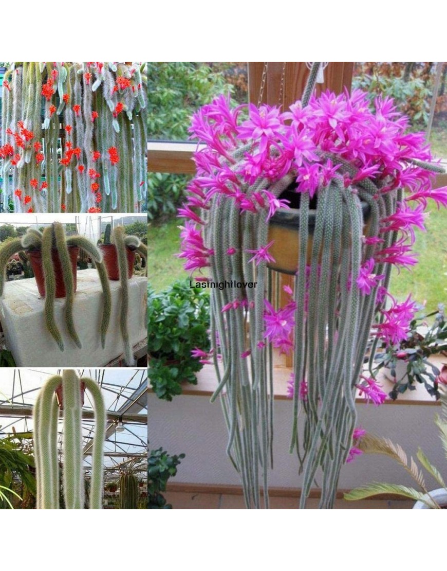 Portal Cool 5Pcs Garten Balkon Zierpflanze Fee Bonsai Samen Iloe - BMZHB292