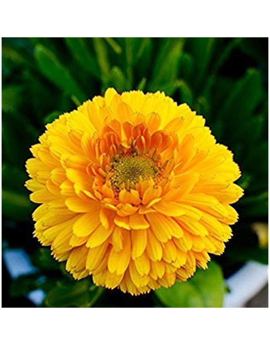 . Blumensamen: Genda Pot Marigold Mixed Seeds Winterblumen Gartenpflanzensamen Garten [Home Garten Samen Eco-Pack] Pflanzensamen - BLZJCVVM