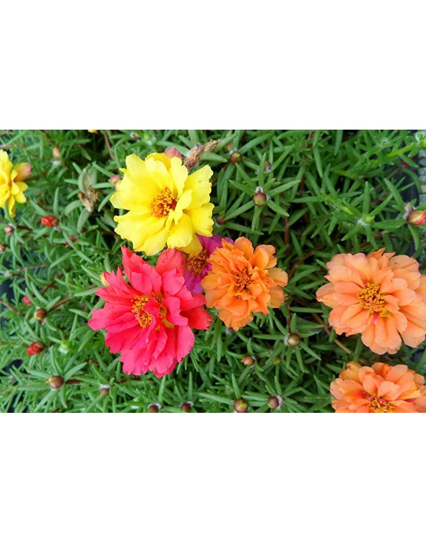 . Blumensamen: Gul-E Shama Portulak Samen für die Gartenarbeit Garten [Home Garten Samen Eco-Pack] Pflanzensamen - BUNIN4A6