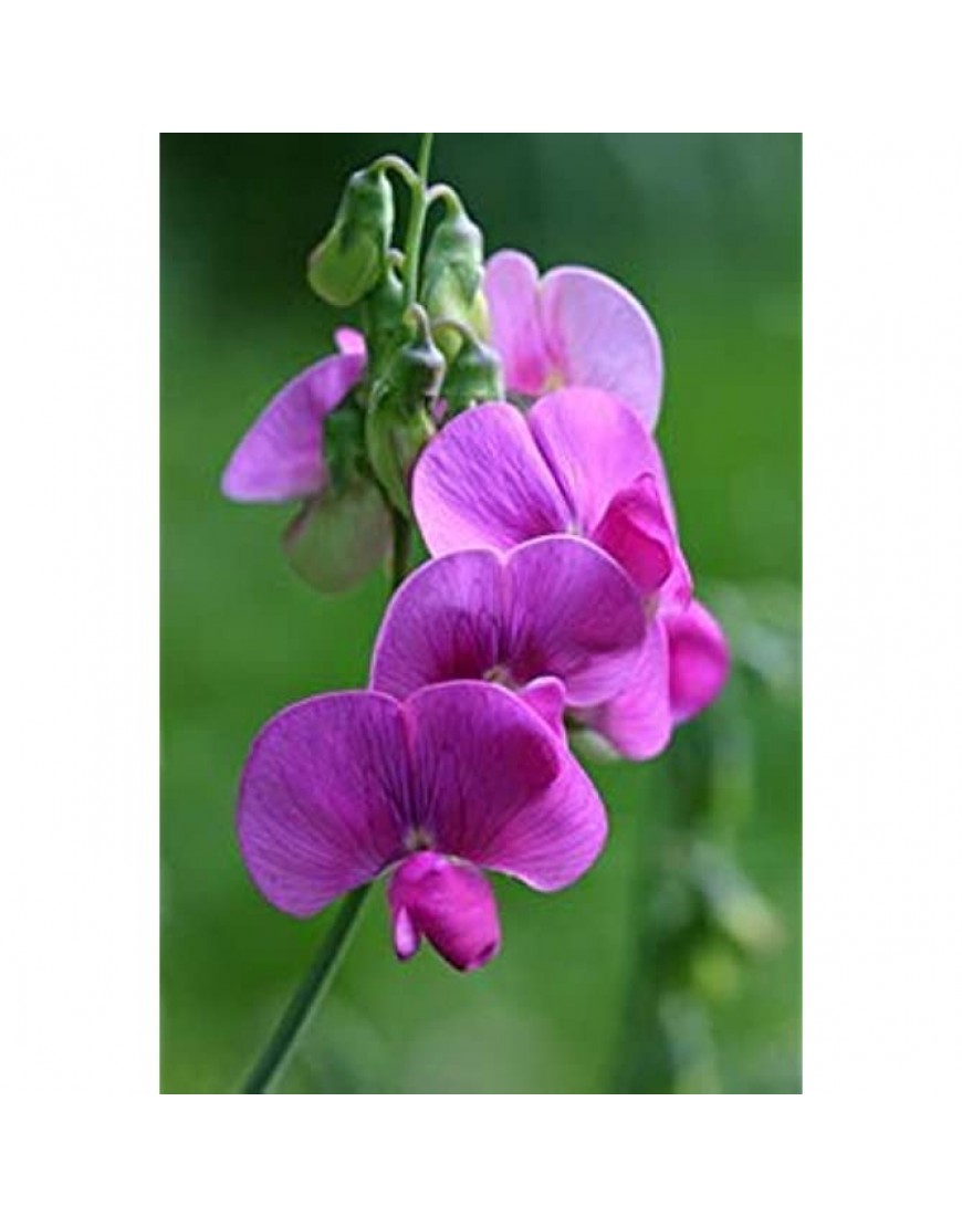 . Blumensamen: Lathyrus Odoratus Garten Samen Home Depot 6 Pakete Gartenpflanzensamen - BYQIBJVA
