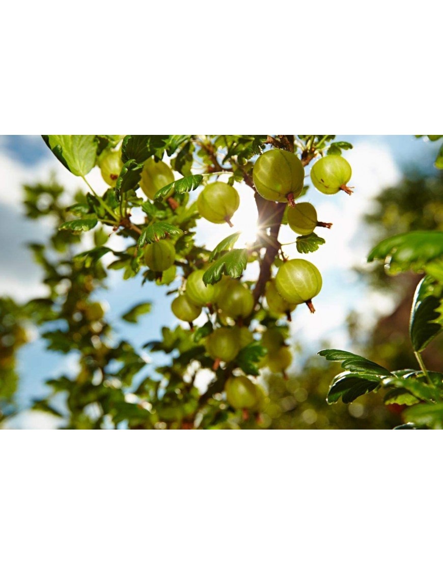 Häberli torffreie Obst- und Beerenerde 3 x 25L für Naschfrüchte 75 Liter Bio Qualität - BACRZM3K