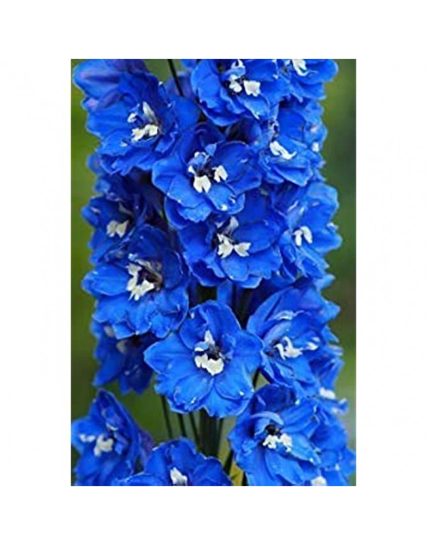 Potseed . Blumensamen: Delphinium Blau Samen für Keimung Garten [Home Garten Samen Eco-Pack] Pflanzensamen - BFXZQ1H2