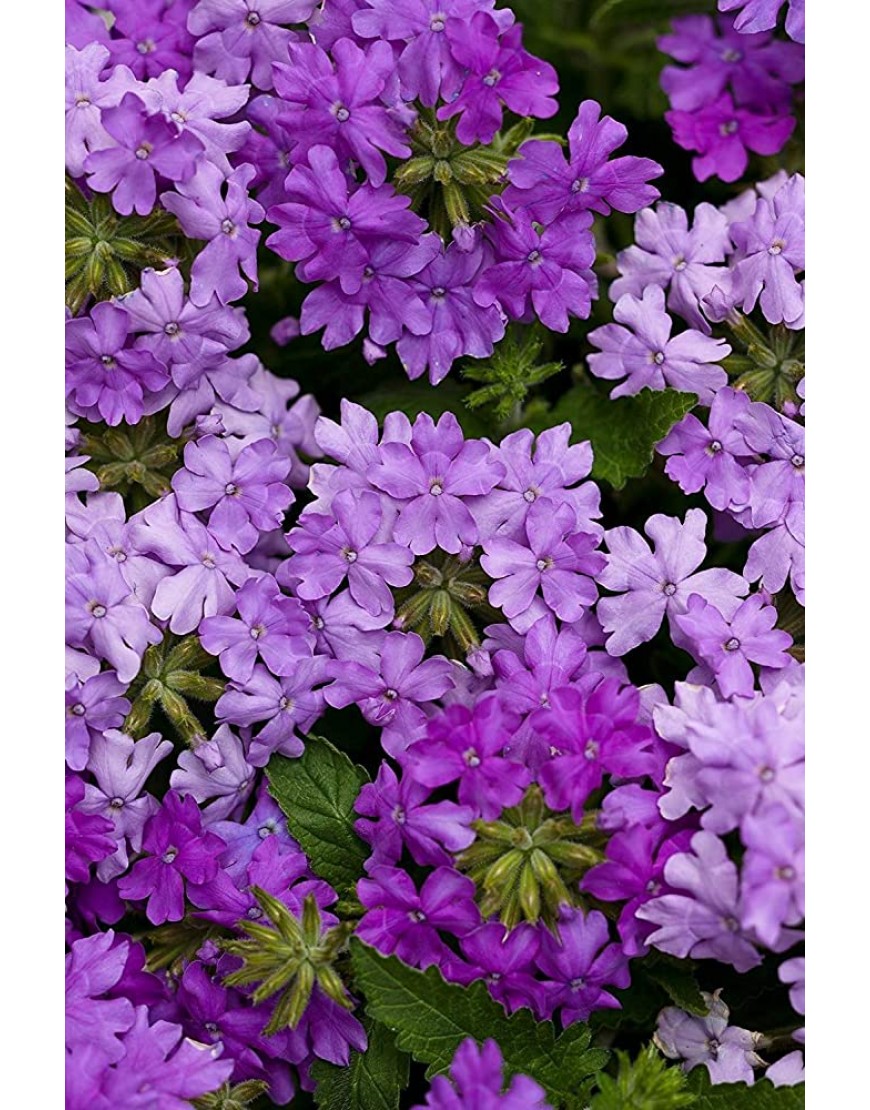 Potseed . Blumensamen: Verbena Schmetterling Misch Blau Terrasse Garten-Blumen-Blütenpflanzen Samen für die Behälter-Garten [Home Garten Samen Eco-Pack] Pflanzensamen - BUBQTQNJ