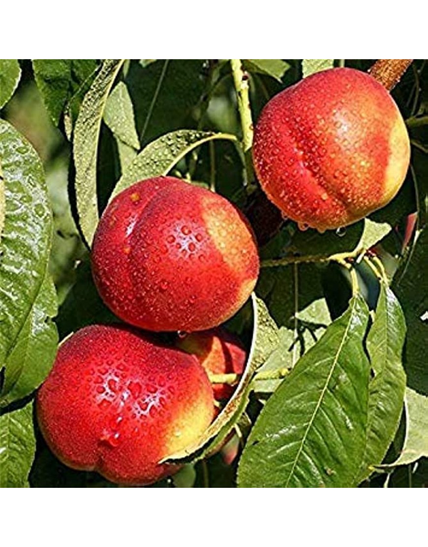Samen Keimung: Egrow 10 STK Packung süße Pfirsichsamen Garten Dwawf Peach Tree Obst Pfirsich - BTWFVWB5